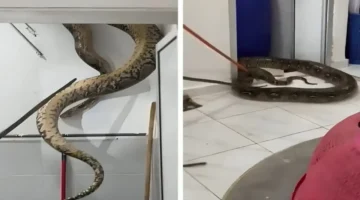 ثعبان ضخم بطول 3 أمتار ووزن 60 كيلو يتسلل إلى منزل في ماليزيا ويثير مخاوف السكان